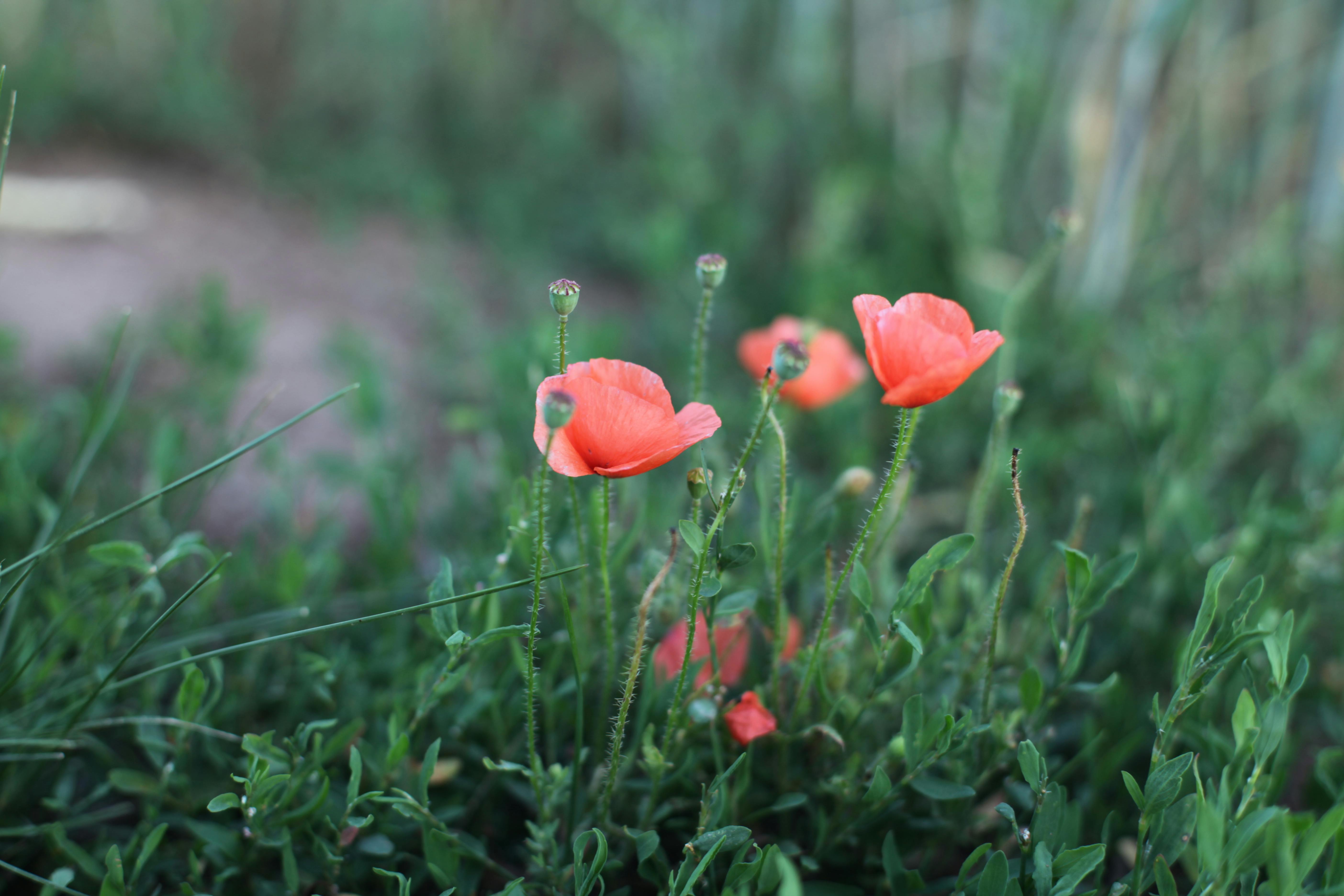 Red poppies in a field